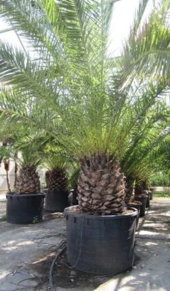 Canarische Dadelpalm (Phoenix Canariensis) -Exporteren Groei Planten Winkel phoenix canariensi