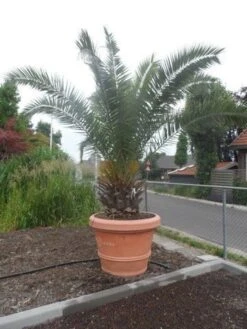 Canarische Dadelpalm (Phoenix Canariensis) -Exporteren Groei Planten Winkel phoenix canariensis 250 300 c500 solitair