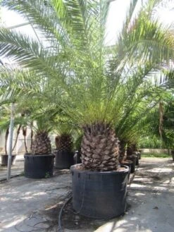 Canarische Dadelpalm (Phoenix Canariensis) -Exporteren Groei Planten Winkel phoenix canariensis 2