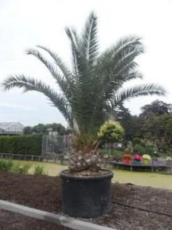 Canarische Dadelpalm (Phoenix Canariensis) -Exporteren Groei Planten Winkel phoenix canariensis 350 400 c1000 solitair