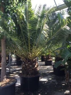 Canarische Dadelpalm (Phoenix Canariensis) -Exporteren Groei Planten Winkel phoenix canariensis 350400cm