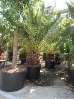 Canarische Dadelpalm (Phoenix Canariensis) -Exporteren Groei Planten Winkel phoenix canariensis 3