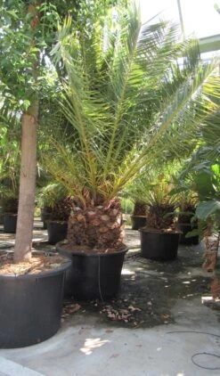 Canarische Dadelpalm (Phoenix Canariensis) -Exporteren Groei Planten Winkel phoenix canariensis 4