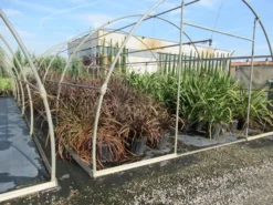Nieuw Zeelands Vlas (Phormium Tenax 'Purpureum') -Exporteren Groei Planten Winkel phormium 1