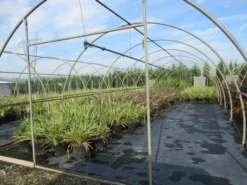 Nieuw Zeelands Vlas (Phormium Tenax) -Exporteren Groei Planten Winkel phormium 2