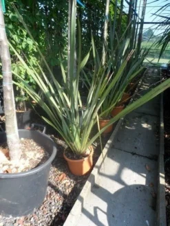 Nieuw Zeelands Vlas (Phormium Tenax) -Exporteren Groei Planten Winkel phormium tenax c7
