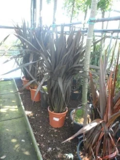 Nieuw Zeelands Vlas (Phormium Tenax 'Purpureum') -Exporteren Groei Planten Winkel phormium tenax purpureum 100 125 c25