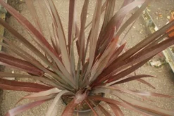 Nieuw Zeelands Vlas (Phormium Tenax 'Purpureum') -Exporteren Groei Planten Winkel phormium tenax purpureum 1