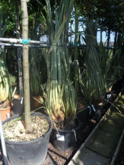 Nieuw Zeelands Vlas (Phormium Tenax 'Variegatum') -Exporteren Groei Planten Winkel phormium tenax variegatum 125 150 175 c50 70