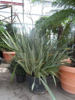 Nieuw Zeelands Vlas (Phormium Tenax 'Variegatum') -Exporteren Groei Planten Winkel phormium tenax variegatum 150 200 c240