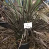 Nieuw Zeelands Vlas (Phormium Colensoi 'Platt's Black')