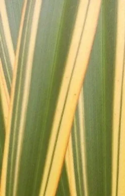 Nieuw Zeelands Vlas (Phormium Tenax 'Golden Ray') -Exporteren Groei Planten Winkel phorniumtenaxgr01 2
