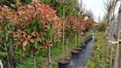 Glansmispel Op Stam (Photinia Fraseri 'Red Robin') -Exporteren Groei Planten Winkel photinia