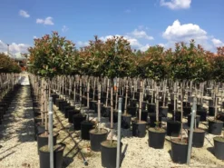 Glansmispel Op Stam (Photinia Fraseri 'Red Robin') -Exporteren Groei Planten Winkel photinia 120 140cm stam