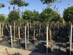 Glansmispel Op Stam (Photinia Fraseri 'Red Robin') -Exporteren Groei Planten Winkel photinia 120 140cm stam 2