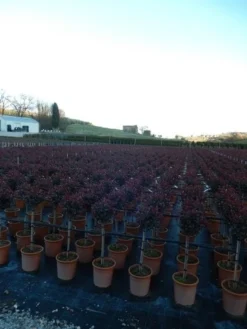 Glansmispel Op Stam (Photinia Fraseri 'Carré Rouge') -Exporteren Groei Planten Winkel photinia carre rouge