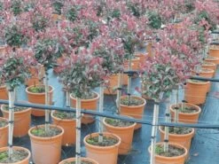 Glansmispel Op Stam (Photinia Fraseri 'Carré Rouge')