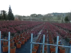 Glansmispel Op Stam (Photinia Fraseri 'Carré Rouge') -Exporteren Groei Planten Winkel photinia carre rouge 3