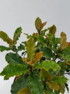 Glansmispel (Photinia Serratifolia ‘Crunchy’) -Exporteren Groei Planten Winkel photinia fraseri crunchy week 22 detail 1600x1200