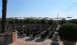 Glansmispel Op Stam (Photinia Fraseri 'Little Red Robin') -Exporteren Groei Planten Winkel photinia fraseri little red robin halfstam