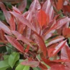 Glansmispel Als Leivorm (Photinia Fraseri 'Red Robin')