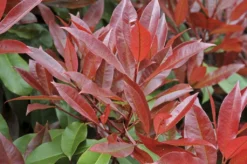 Glansmispel, Pyramide (Photinia Fraseri 'Red Robin' ) -Exporteren Groei Planten Winkel photinia fraseri red robin01 5