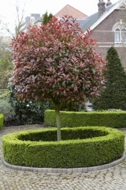 Glansmispel Als Boom (Photinia Fraseri 'Red Robin') -Exporteren Groei Planten Winkel photinia fraseri red robin02