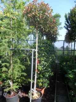 Glansmispel Als Boom (Photinia Fraseri 'Red Robin') -Exporteren Groei Planten Winkel photinia fraseri red robin 10 12ho cont