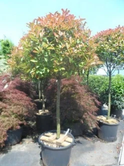 Glansmispel Op Stam (Photinia Fraseri 'Red Robin') -Exporteren Groei Planten Winkel photinia fraseri red robin 100 120stam c110 extra