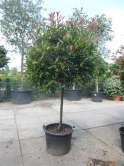 Glansmispel Op Stam (Photinia Fraseri 'Red Robin') -Exporteren Groei Planten Winkel photinia fraseri red robin 100stam c160 solitair