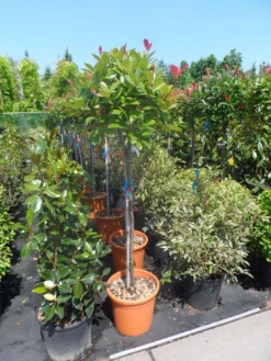 Glansmispel Op Stam (Photinia Fraseri 'Red Robin') -Exporteren Groei Planten Winkel photinia fraseri red robin 100stam c20