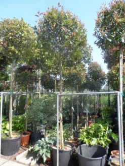 Glansmispel Als Boom (Photinia Fraseri 'Red Robin') -Exporteren Groei Planten Winkel photinia fraseri red robin 12 14 16ho cont