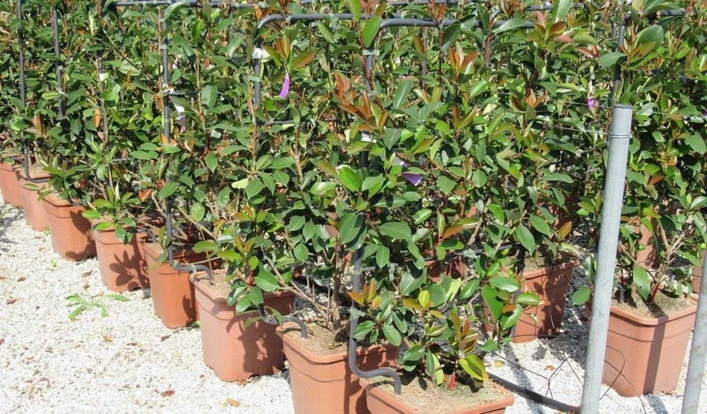 Glansmispel Als Leivorm (Photinia Fraseri 'Red Robin') 3 Glansmispel Als Leivorm (Photinia Fraseri 'Red Robin') - Afbeelding 3