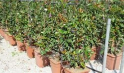 Glansmispel Als Leivorm (Photinia Fraseri 'Red Robin') 9 Glansmispel Als Leivorm (Photinia Fraseri 'Red Robin') -Exporteren Groei Planten Winkel photinia fraseri red robin 52x110 leivorm 2
