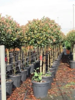 Glansmispel Op Stam (Photinia Fraseri 'Red Robin') -Exporteren Groei Planten Winkel photinia fraseri red robin halfstam 6