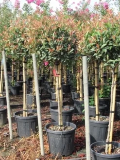 Glansmispel Op Stam (Photinia Fraseri 'Red Robin') -Exporteren Groei Planten Winkel photinia fraseri red robin halfstam 7