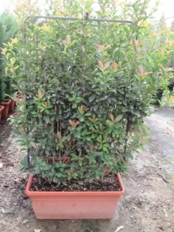 Glansmispel Als Leivorm (Photinia Fraseri 'Red Robin') 10 Glansmispel Als Leivorm (Photinia Fraseri 'Red Robin') -Exporteren Groei Planten Winkel photinia fraseri red robin leivorm 80x120 1
