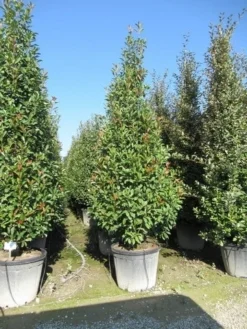 Glansmispel, Pyramide (Photinia Fraseri 'Red Robin' ) -Exporteren Groei Planten Winkel photinia fraseri red robin piramide