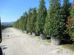 Glansmispel, Pyramide (Photinia Fraseri 'Red Robin' ) -Exporteren Groei Planten Winkel photinia fraseri red robin piramide 2