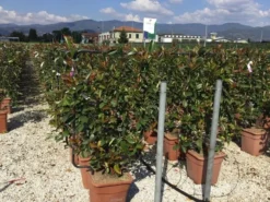 Glansmispel Als Leivorm (Photinia Fraseri 'Red Robin') 12 Glansmispel Als Leivorm (Photinia Fraseri 'Red Robin') -Exporteren Groei Planten Winkel photinia lage leivorm c18 1
