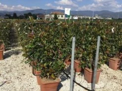 Glansmispel Als Leivorm (Photinia Fraseri 'Red Robin') 12 Glansmispel Als Leivorm (Photinia Fraseri 'Red Robin') -Exporteren Groei Planten Winkel photinia lage leivorm c18