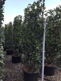 Glansmispel Als Leivorm (Photinia Fraseri 'Red Robin') 13 Glansmispel Als Leivorm (Photinia Fraseri 'Red Robin') -Exporteren Groei Planten Winkel photinia lage leivorm c60