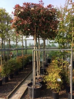 Glansmispel Als Leiboom (Photinia Fraseri 'Red Robin') -Exporteren Groei Planten Winkel photinia lei 10 12cm