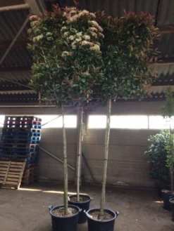 Glansmispel Als Leiboom (Photinia Fraseri 'Red Robin') -Exporteren Groei Planten Winkel photinia lei 12 14cm