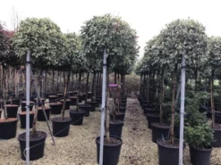 Glansmispel Op Stam (Photinia Fraseri 'Pink Marble') -Exporteren Groei Planten Winkel photinia pink marble02
