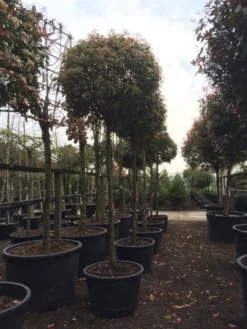 Glansmispel Als Boom (Photinia Fraseri 'Red Robin') -Exporteren Groei Planten Winkel photinia red robin 2025
