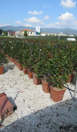 Glansmispel Als Leivorm (Photinia Fraseri 'Red Robin') 11 Glansmispel Als Leivorm (Photinia Fraseri 'Red Robin') -Exporteren Groei Planten Winkel photinia red robin 52x110 leivorm 1
