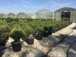 Glansmispel Als Bolvorm (Photinia Fraseri 'Carré Rouge') -Exporteren Groei Planten Winkel photiniacarrerougebal01