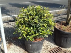Glansmispel Als Bolvorm (Photinia Fraseri 'Carré Rouge') -Exporteren Groei Planten Winkel photiniacarrerougebal02