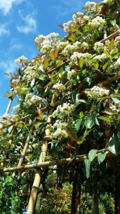 Glansmispel Als Leiboom (Photinia Fraseri 'Red Robin') -Exporteren Groei Planten Winkel photinialeiboom01
